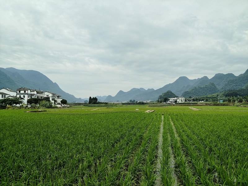 黔西南：齐心栽种石榴树 绽放民族团结花